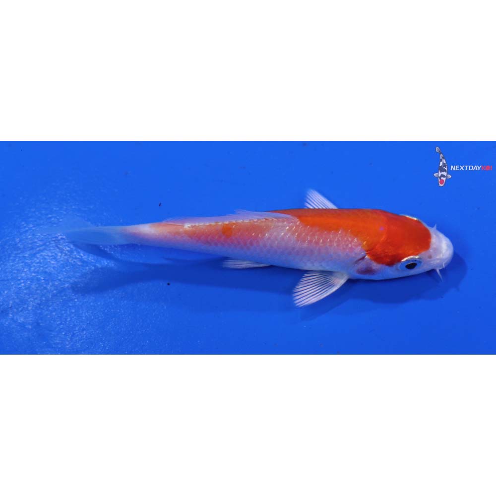 3.5” Imported Hariwake