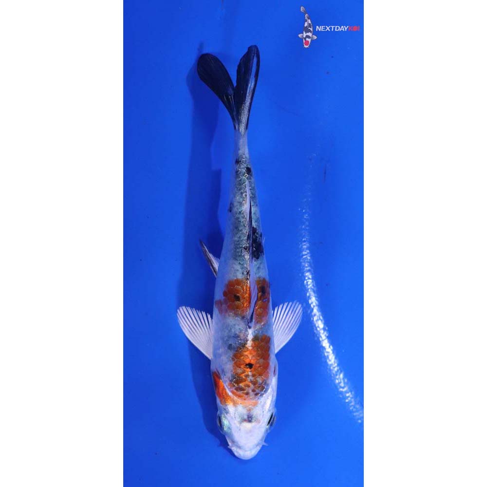 3.5” Imported Yamato Nishiki