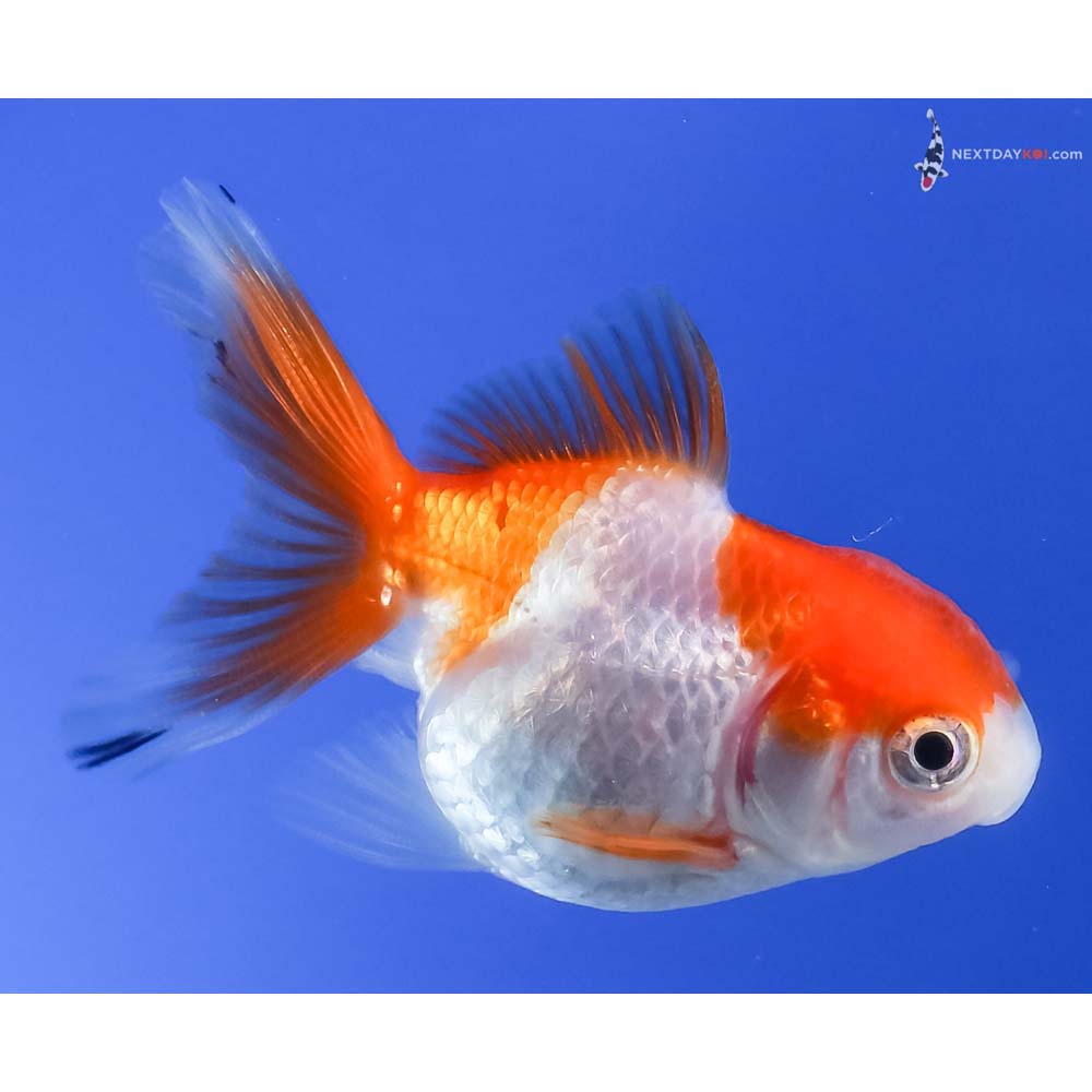 2.5” Imported Red and White Oranda