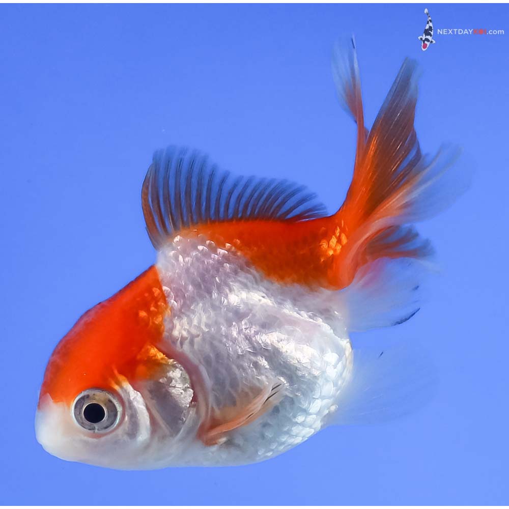 2.5” Imported Red and White Oranda