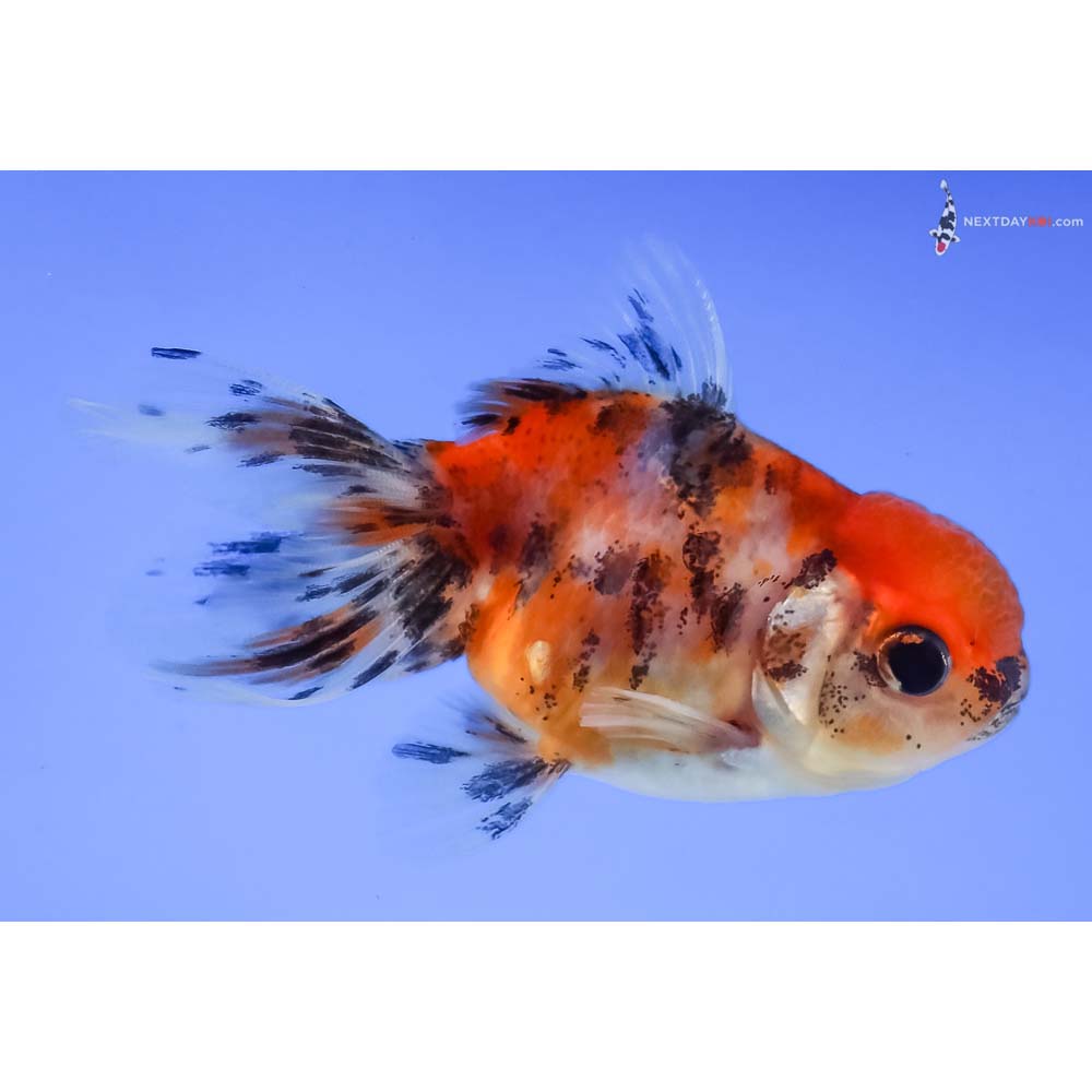 3” Imported Calico Oranda