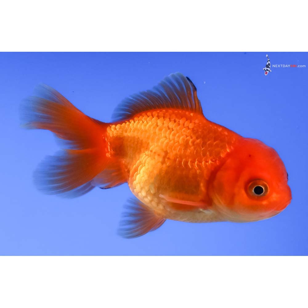 3” Imported Red Oranda