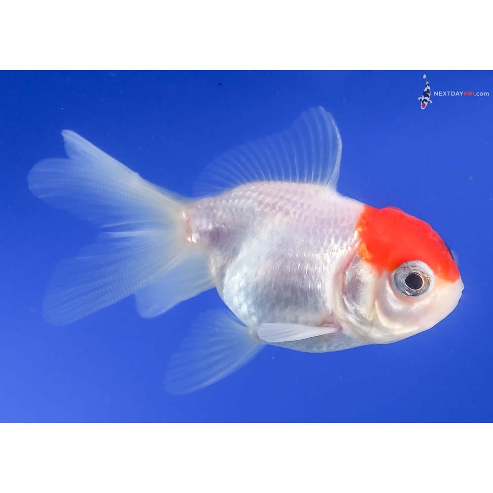 2.5” Imported Tri Color Oranda