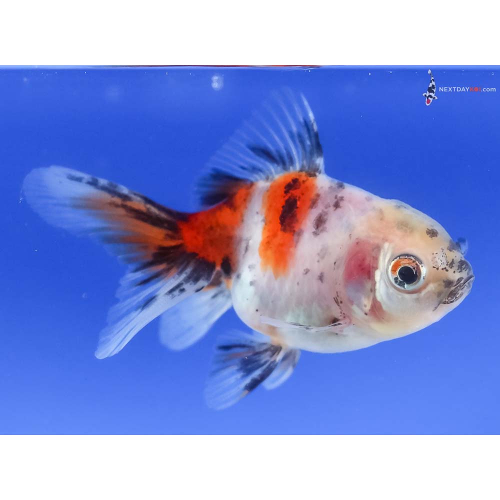 2.5” Imported Calico Oranda