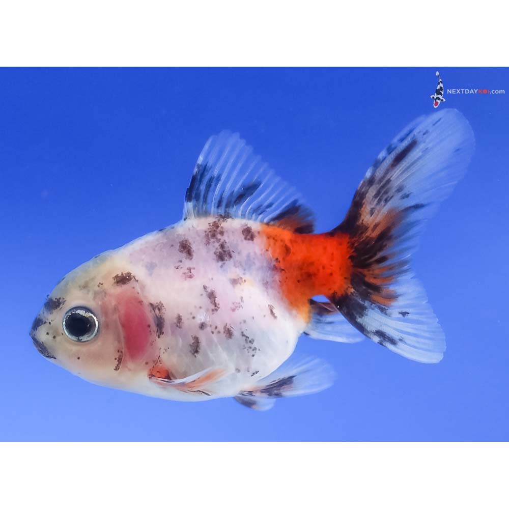 2.5” Imported Calico Oranda