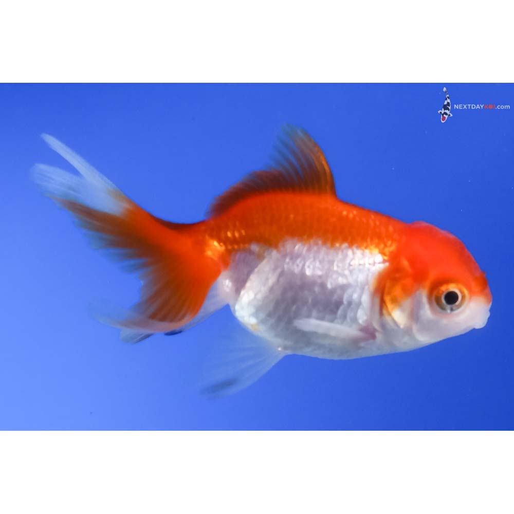 2.5” Imported Red and White Oranda