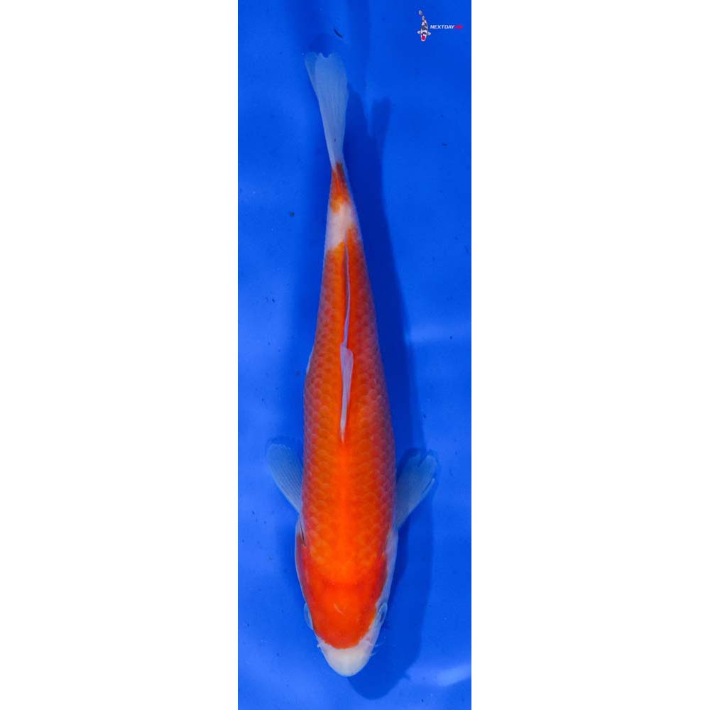 6” Imported Kohaku