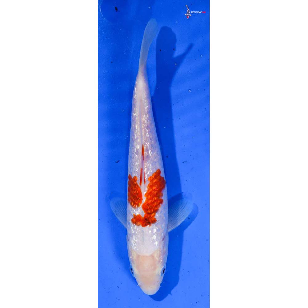 6.5” Imported Gin Rin Kohaku