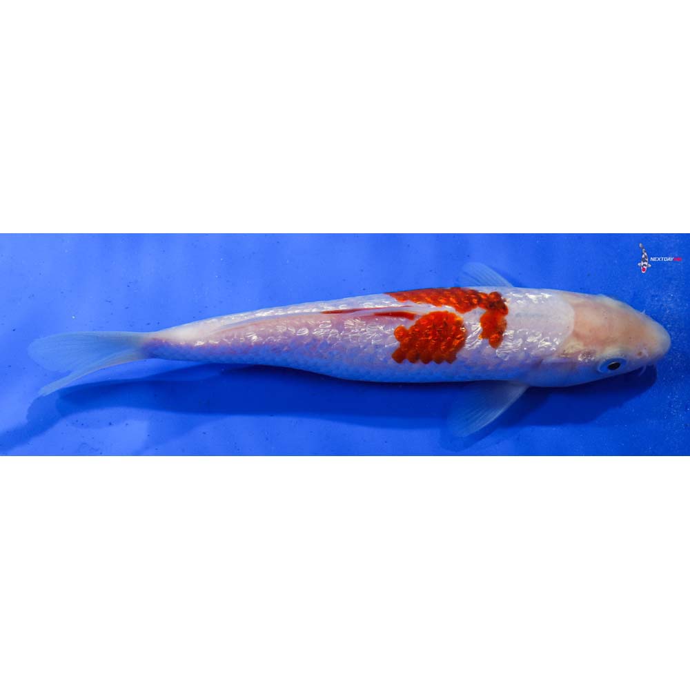 6.5” Imported Gin Rin Kohaku