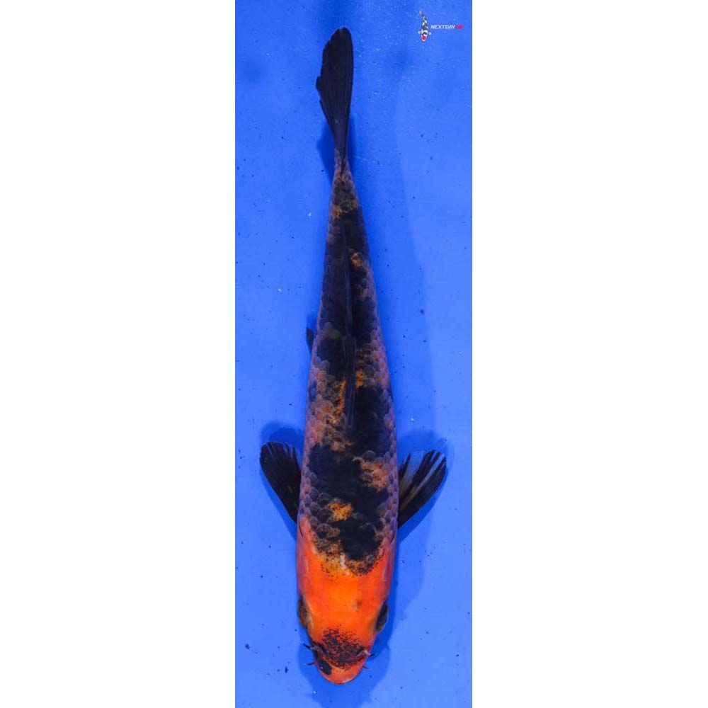 6.5” Imported Aka Bekko