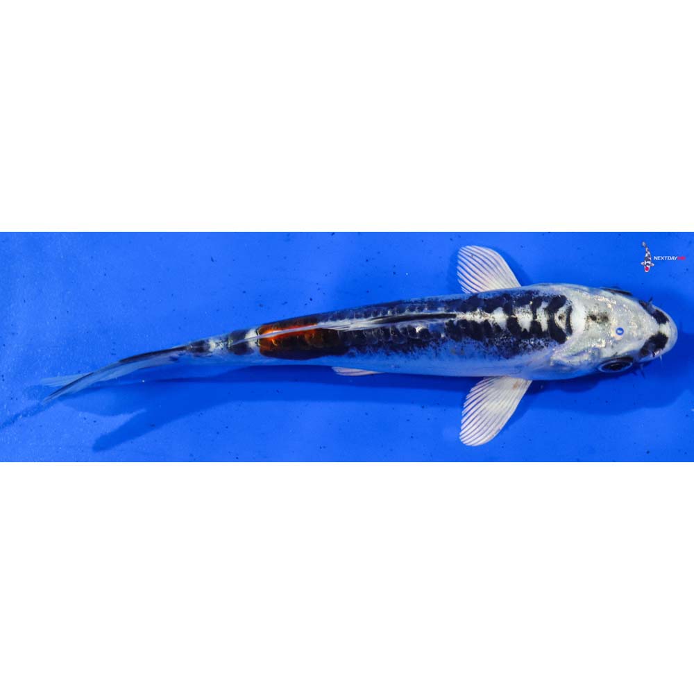 6.5” Imported Doitsu Blue Kujaku