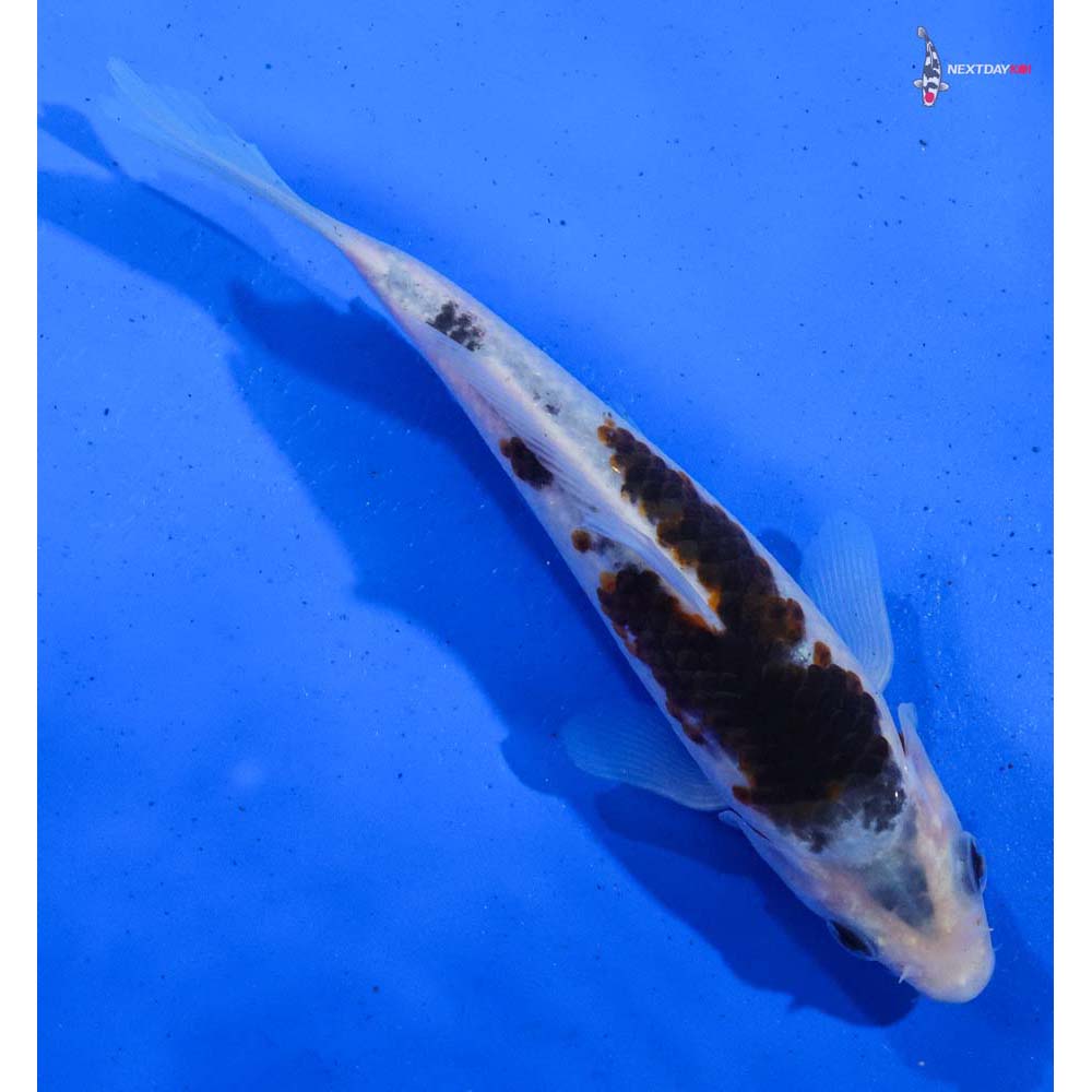 6.5” Imported Goromo