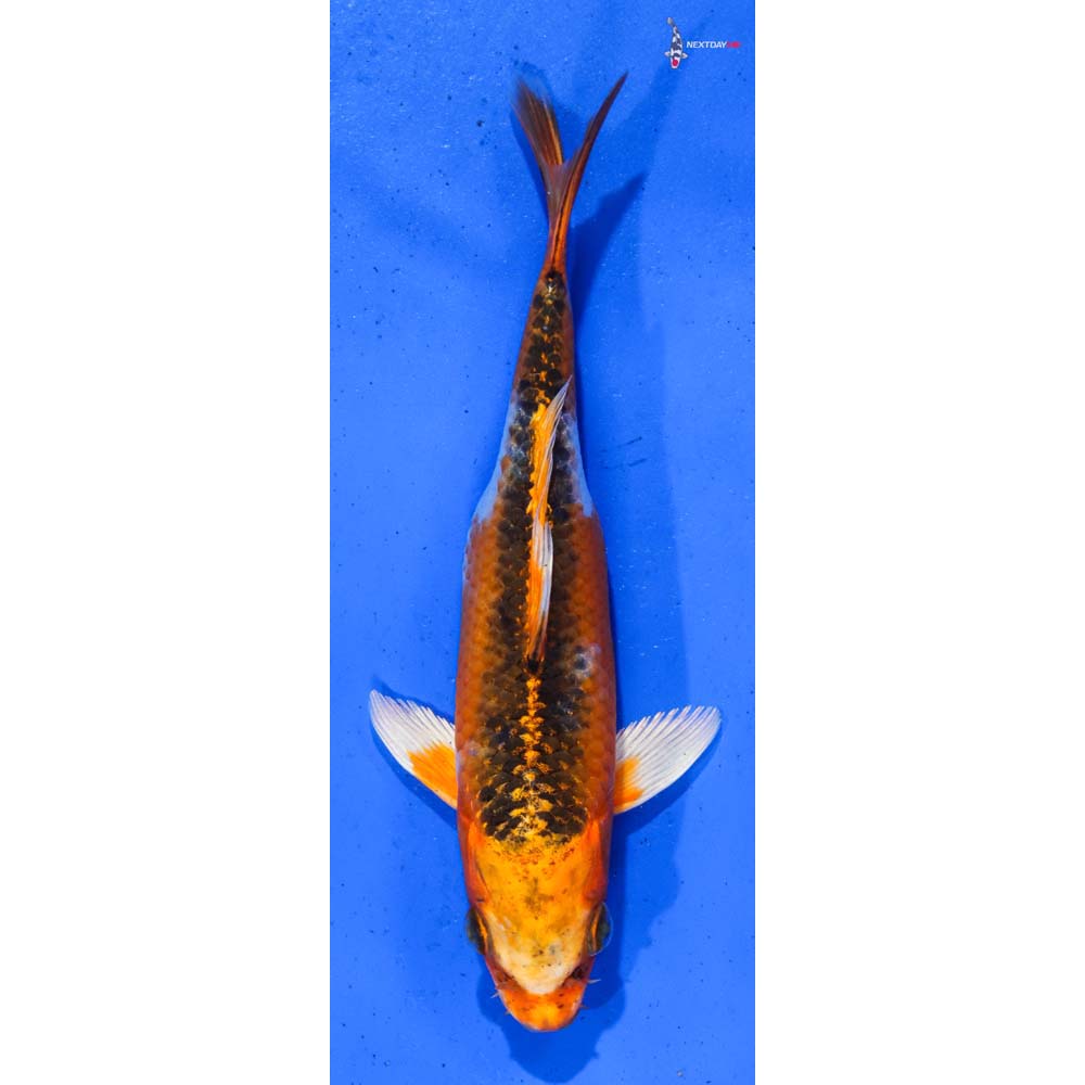 6.5” Imported Kujaku