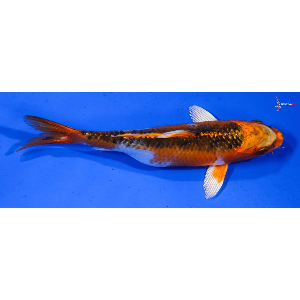 6.5” Imported Kujaku