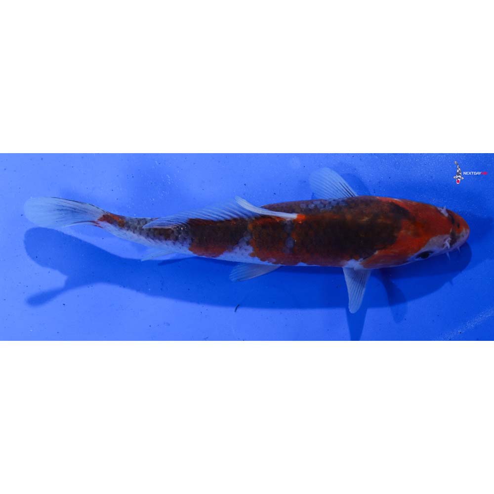 6.5” Imported Goshiki