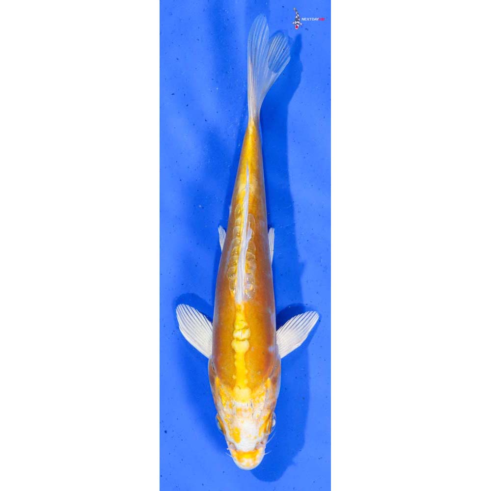 7” Imported Doitsu Lemon Hariwake