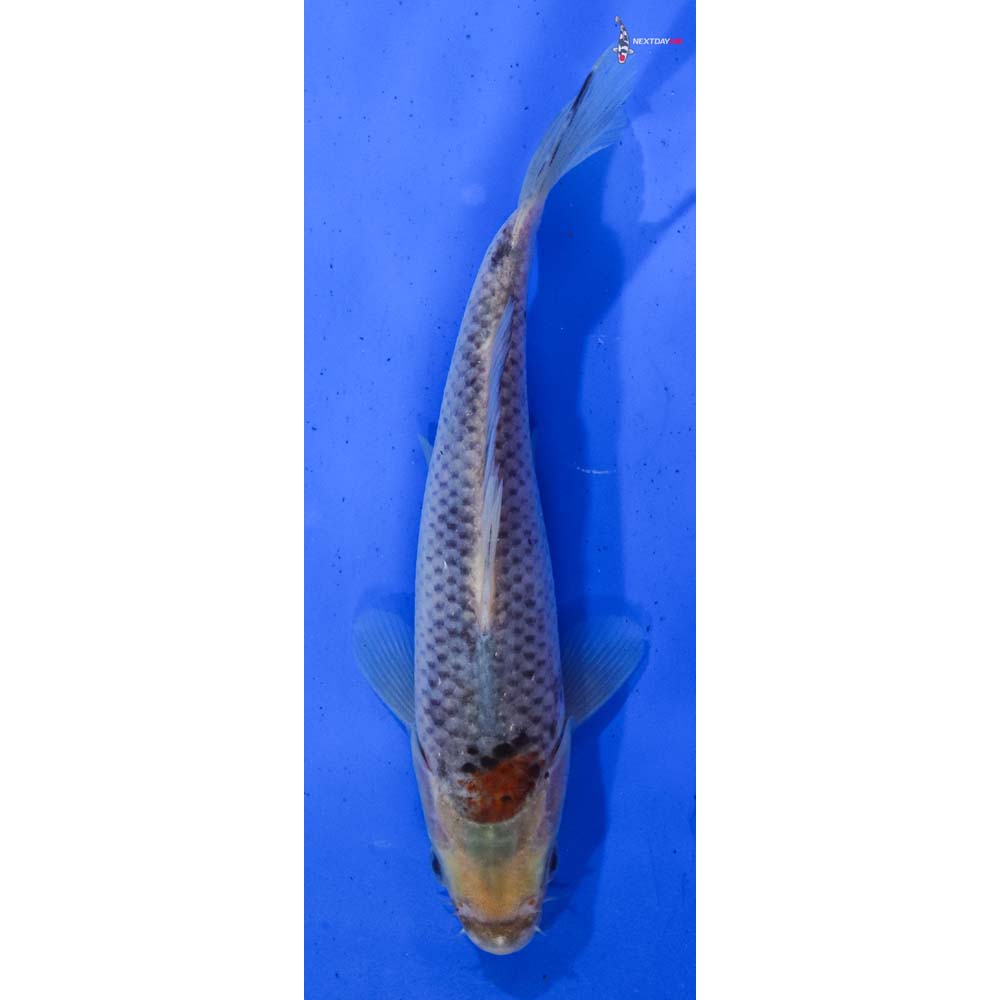 7” Imported Goshiki