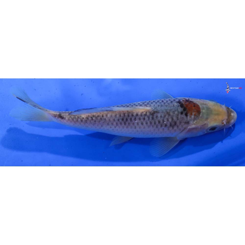 7” Imported Goshiki