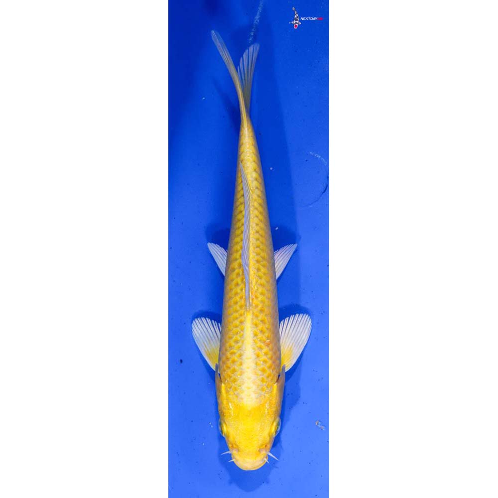 7” Imported Yamabuki Ogon