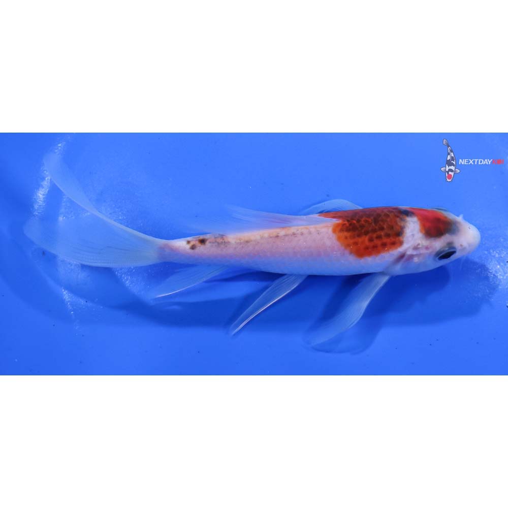 5.5” Imported Goromo Butterfly Koi