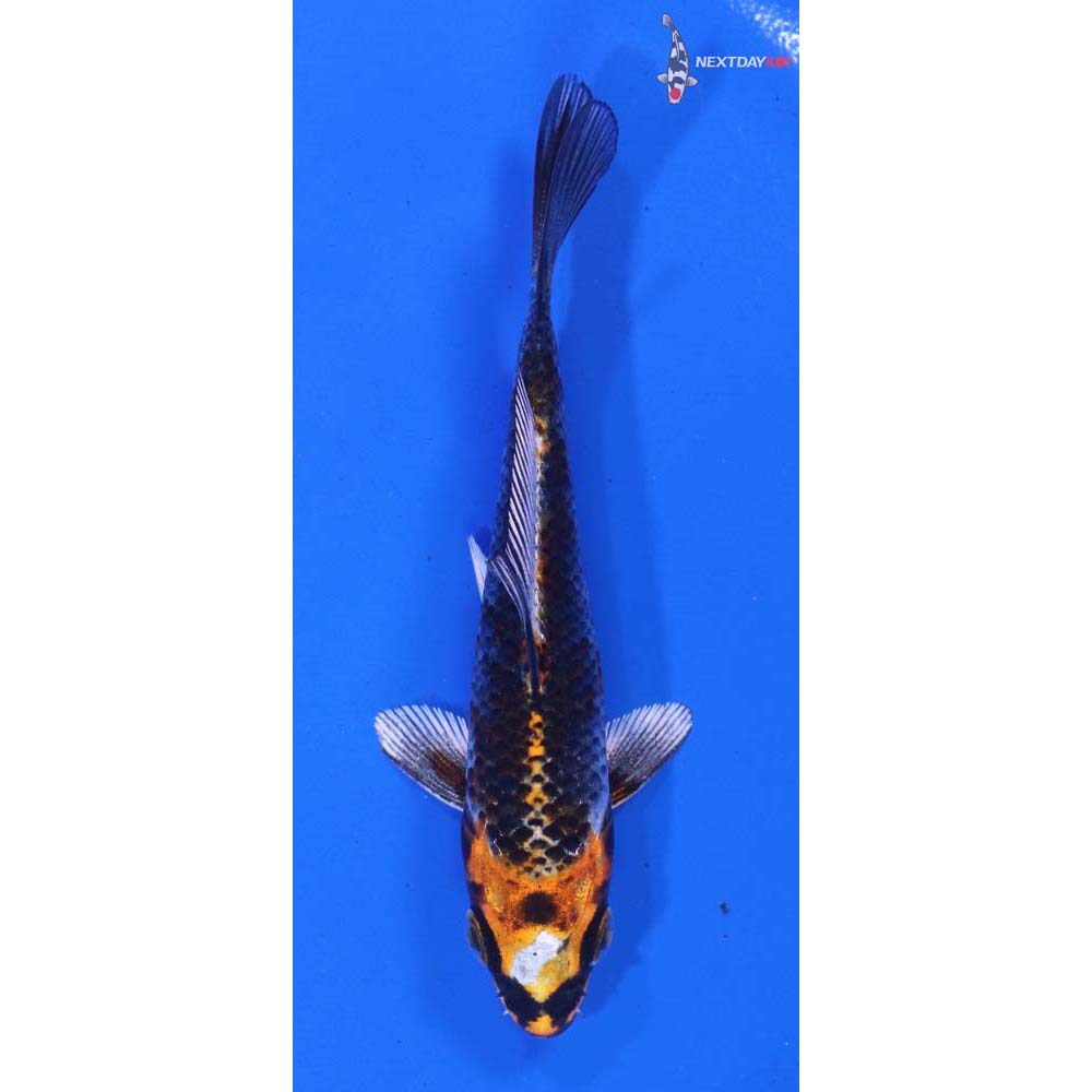 4” Imported Kujaku