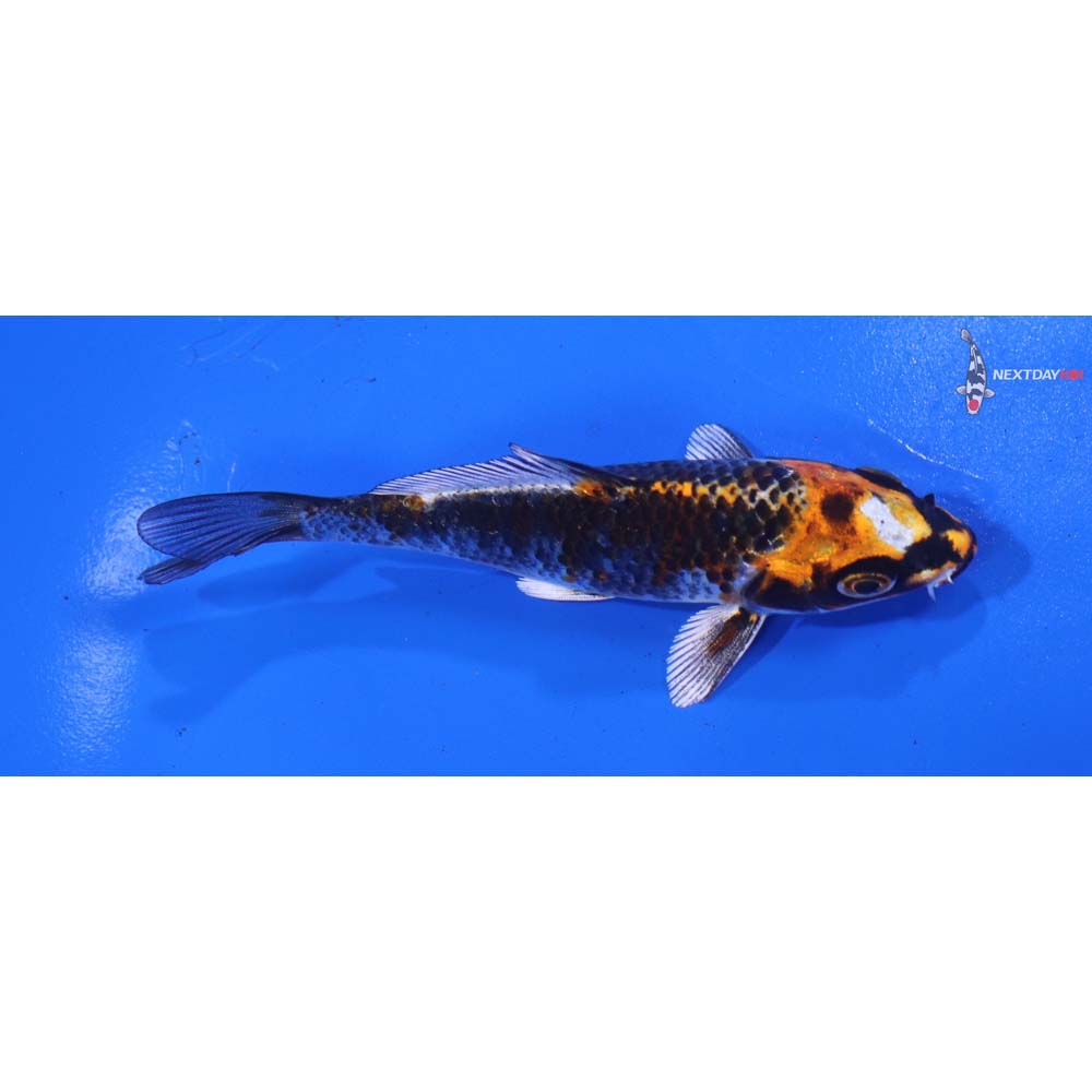 4” Imported Kujaku