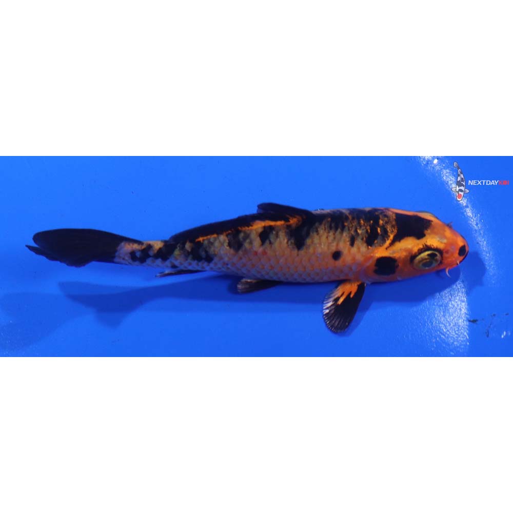 4” Imported Kin Aka Bekko