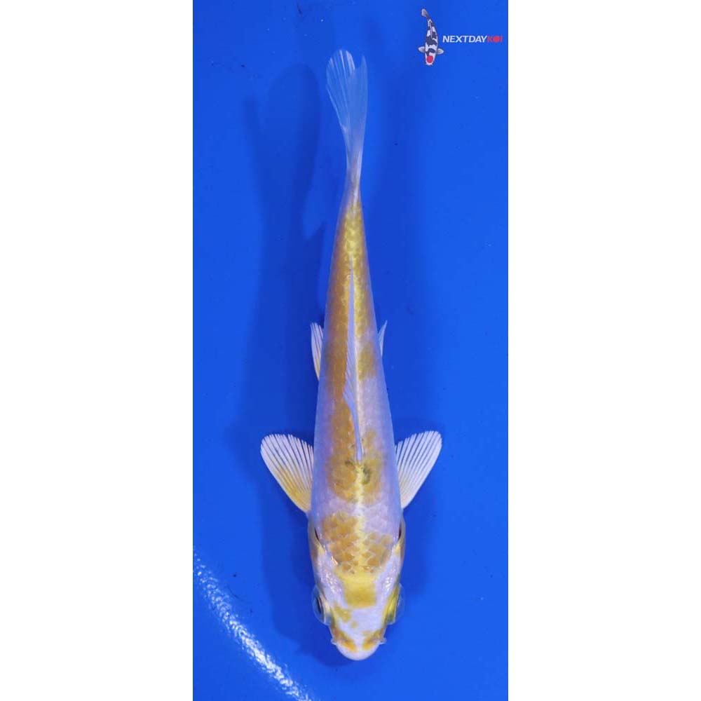 4” Imported Lemon Hariwake