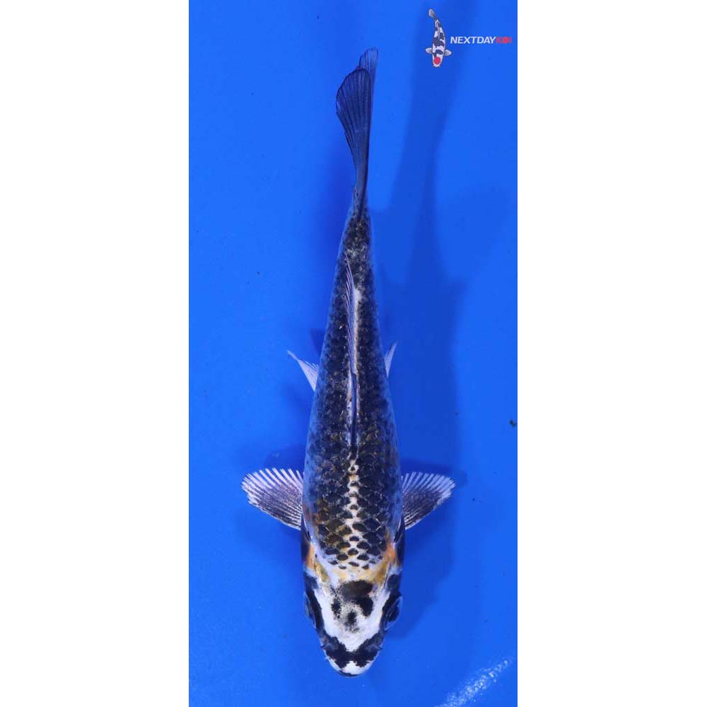 4” Imported Kujaku