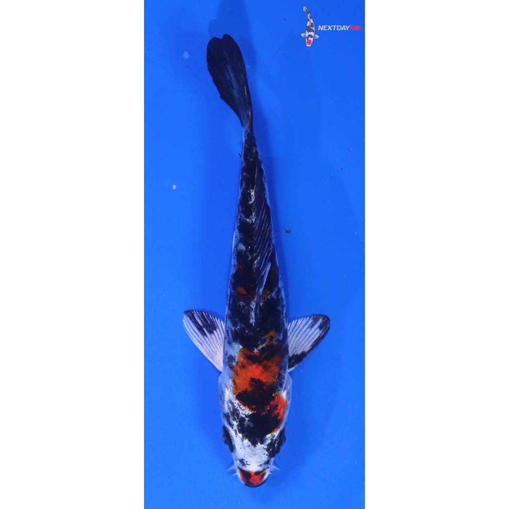 4” Imported Yamato Nishiki