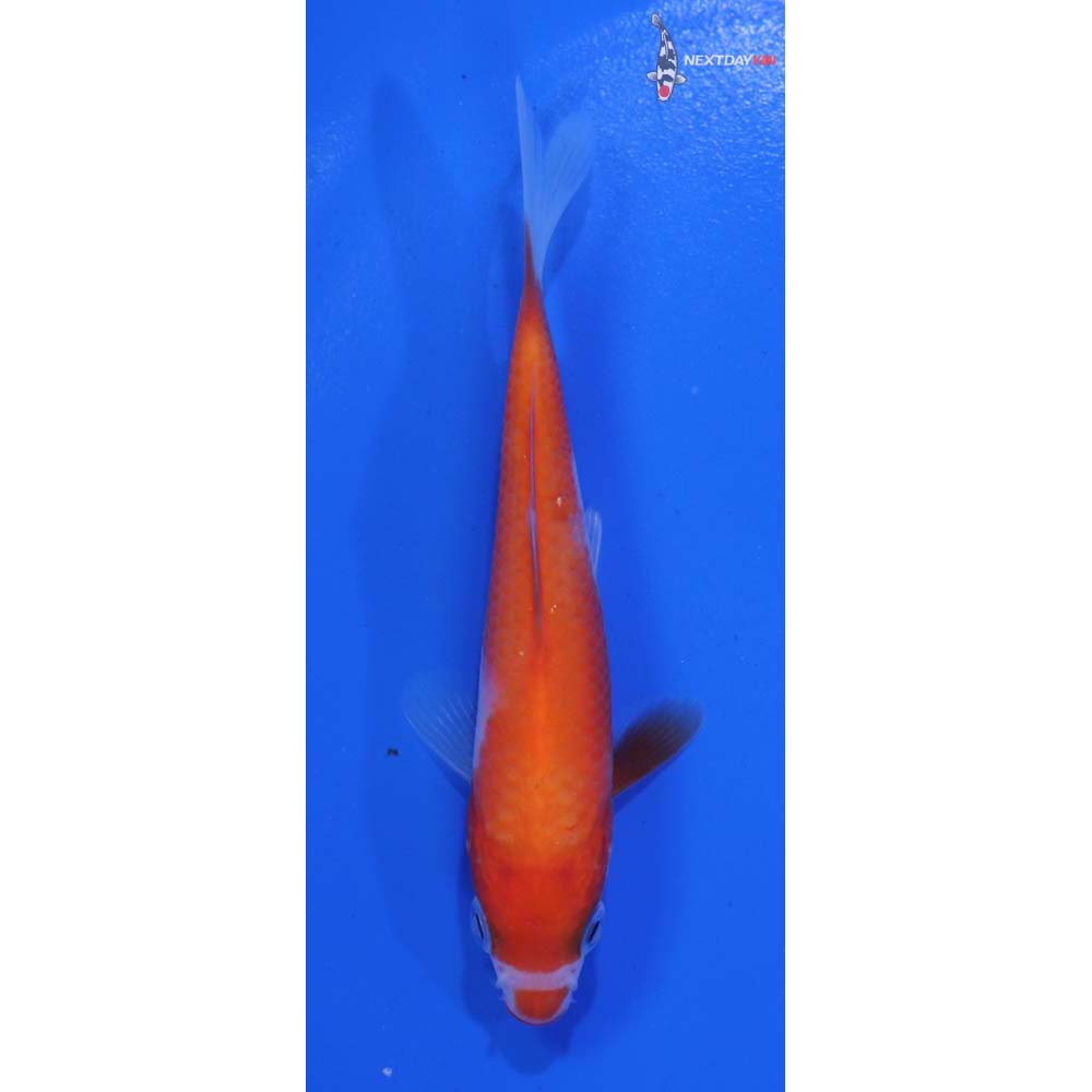 4” Imported Kohaku