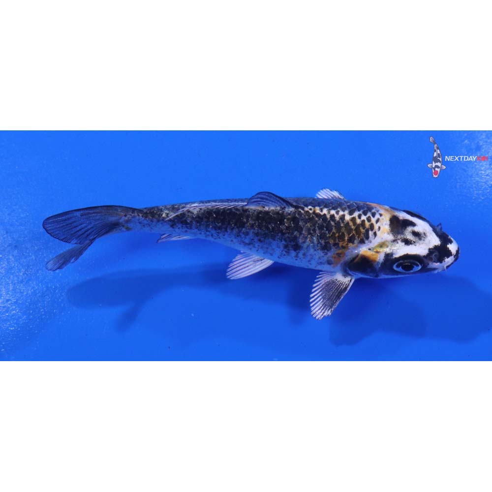 4” Imported Kujaku