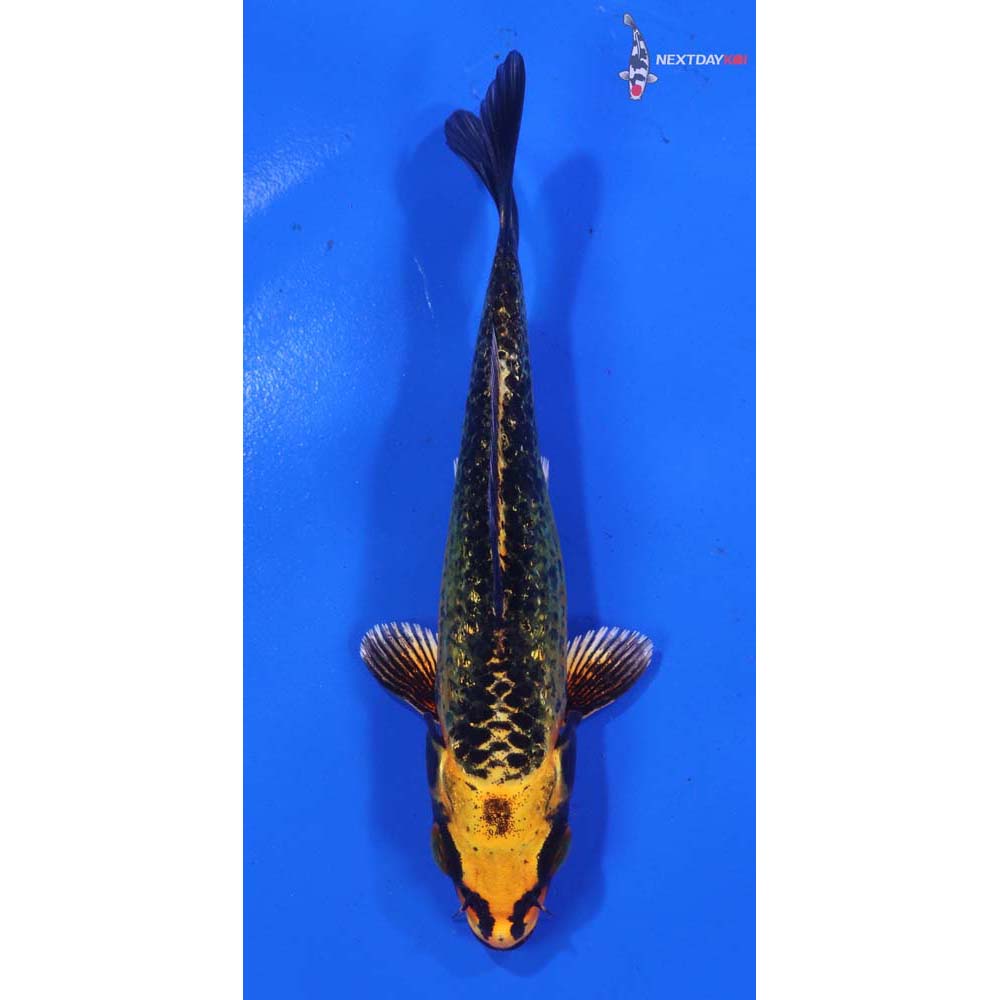 4.5” Imported Gin Rin Orenji Matsuba