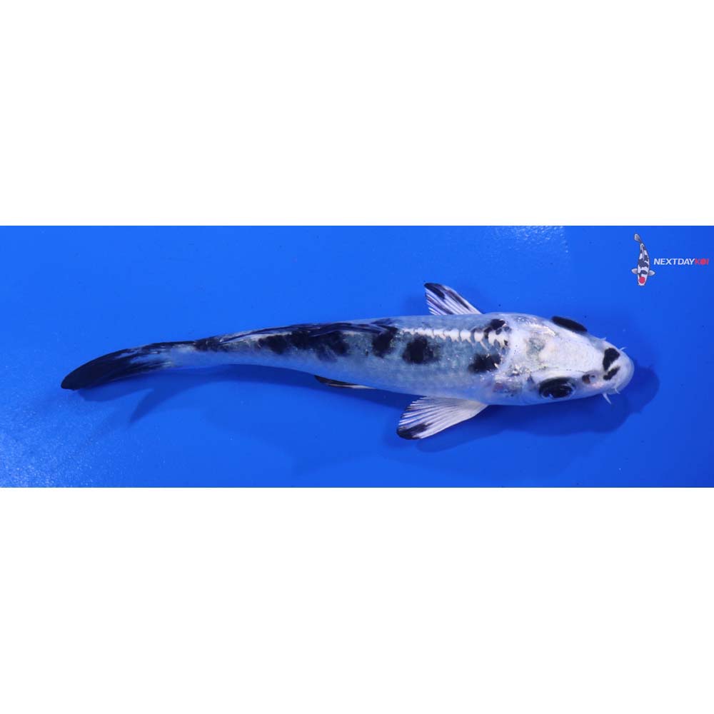 4.5” Imported Gin Shiro Bekko