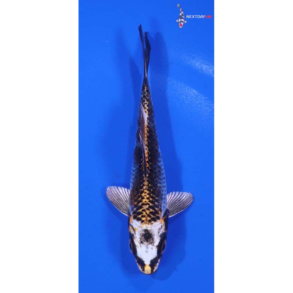 4.5” Imported Kujaku