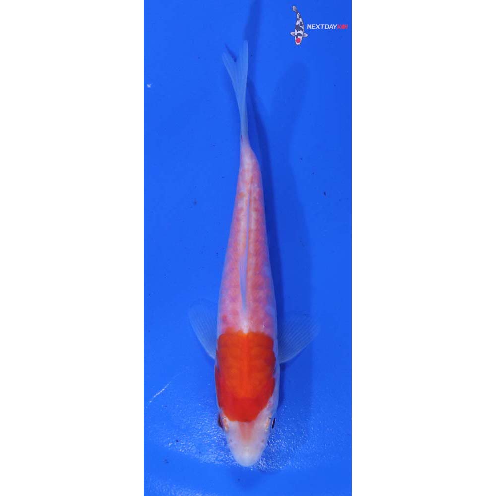 4.5” Imported Armor Scaled Kohaku