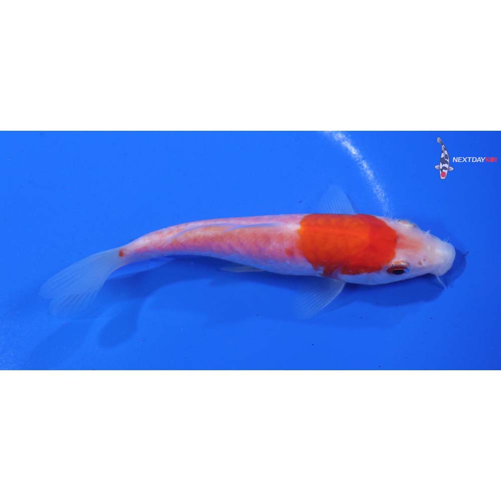 4.5” Imported Armor Scaled Kohaku