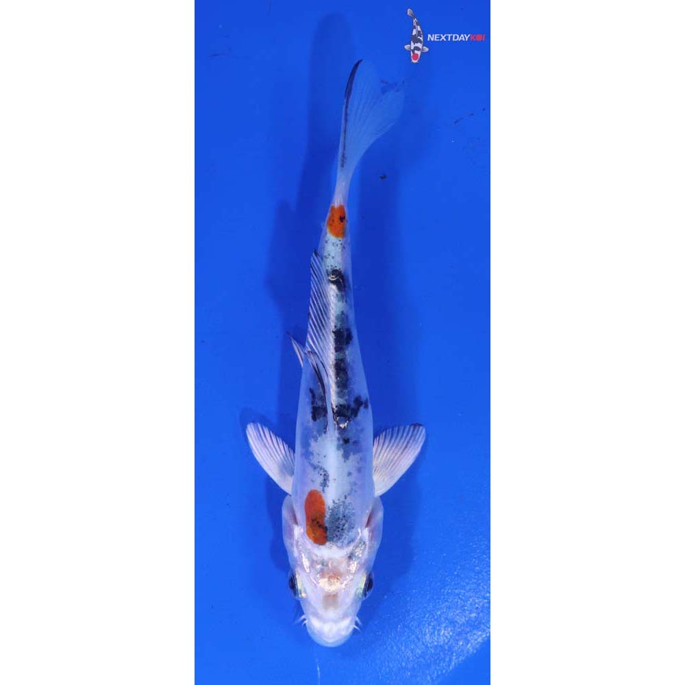 4.5” Imported Heisei Nishiki