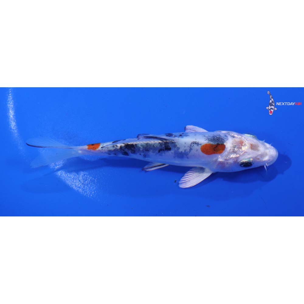 4.5” Imported Heisei Nishiki