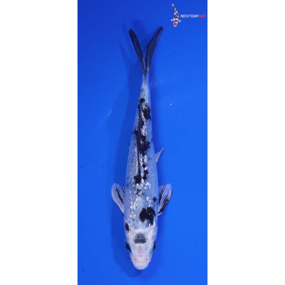 5” Imported Gin Rin Gin Shiro Bekko