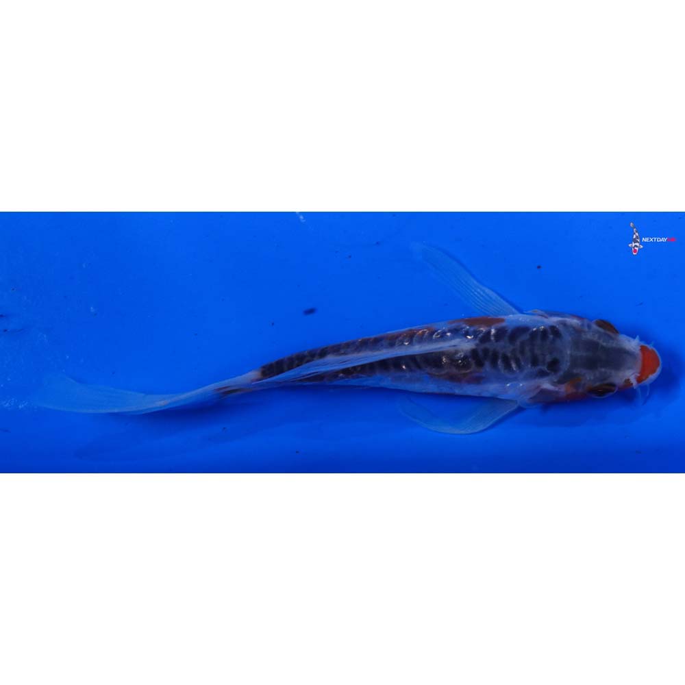 4.5” Imported Shusui Butterfly Koi