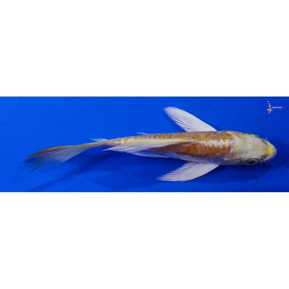 4.5” Imported Doitsu Lemon Hariwake Butterfly Koi