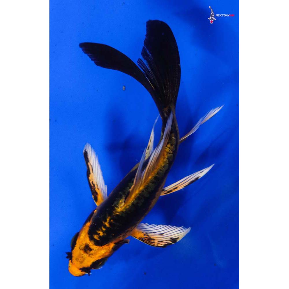 4.5” Imported Kin Kikokuryu Butterfly Koi