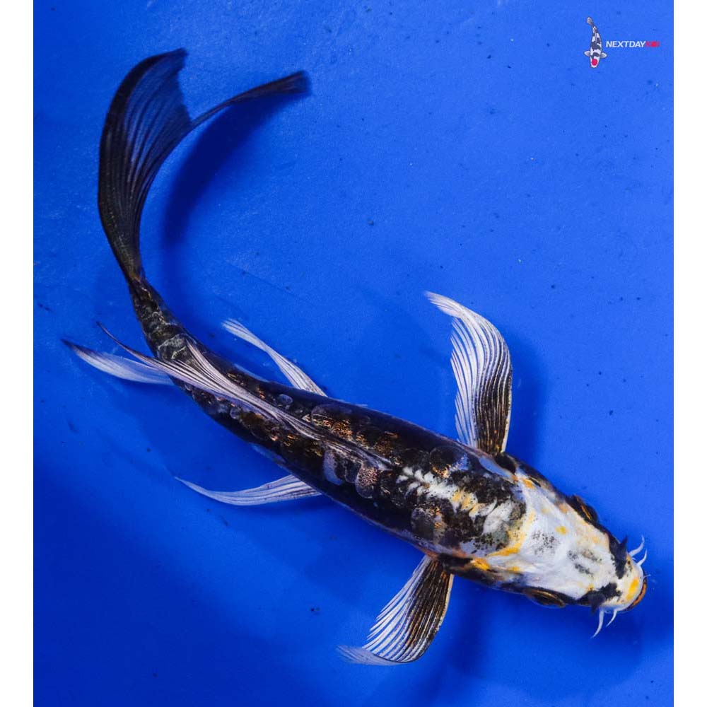 5” Imported Kin Kikokuryu Butterfly Koi