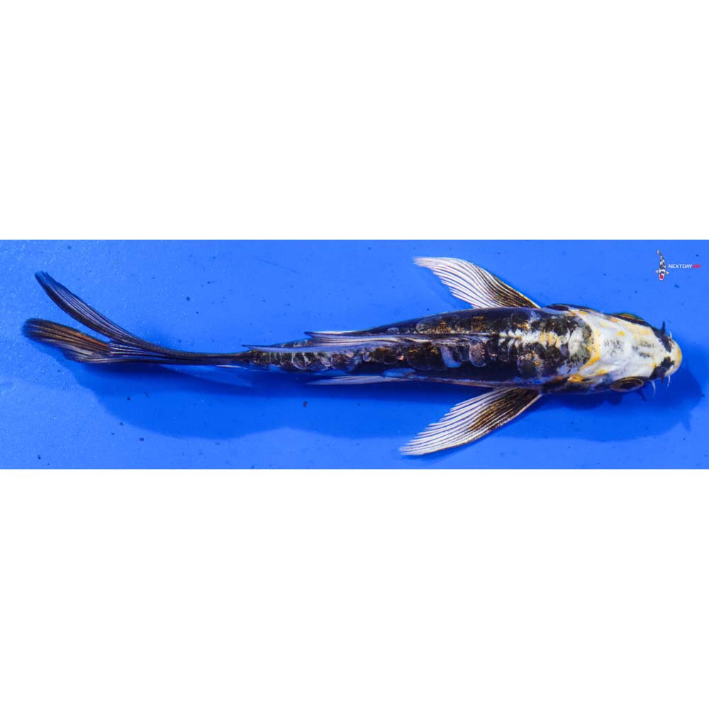 5” Imported Kin Kikokuryu Butterfly Koi
