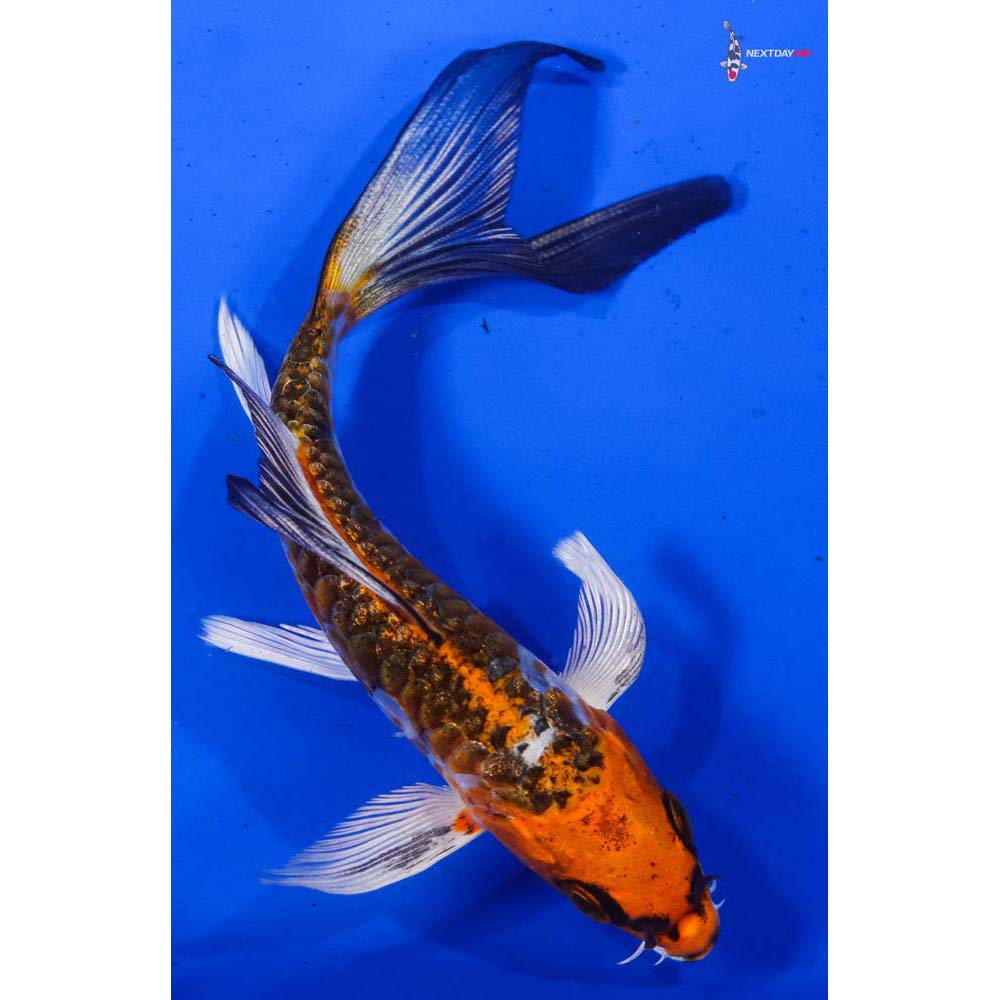 5” Imported Armor Scaled Kujaku Butterfly Koi