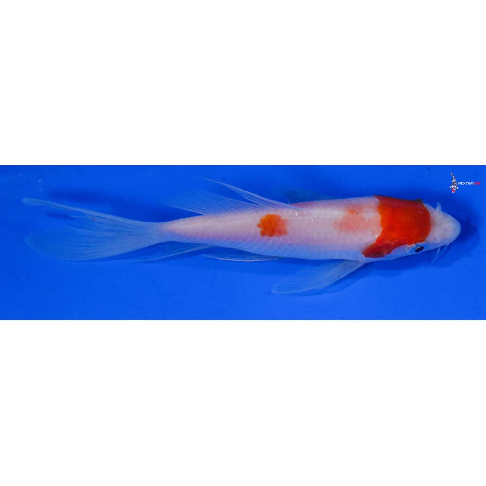 5” Imported Kohaku Butterfly Koi