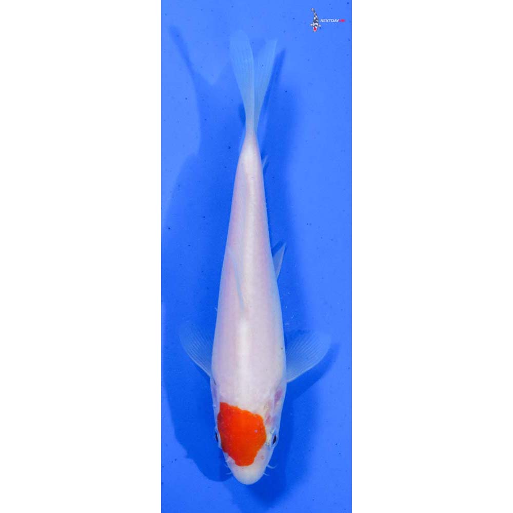 5.5” Imported Kohaku