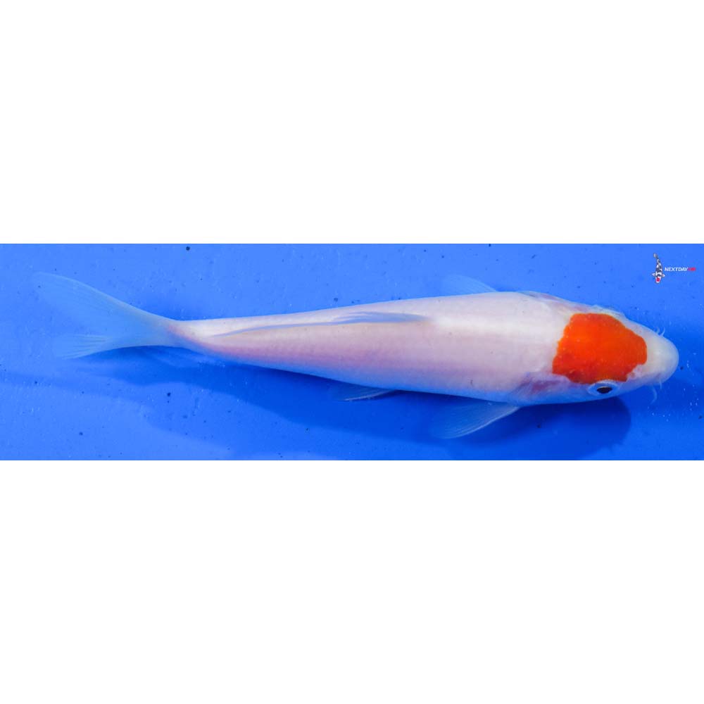 5.5” Imported Kohaku