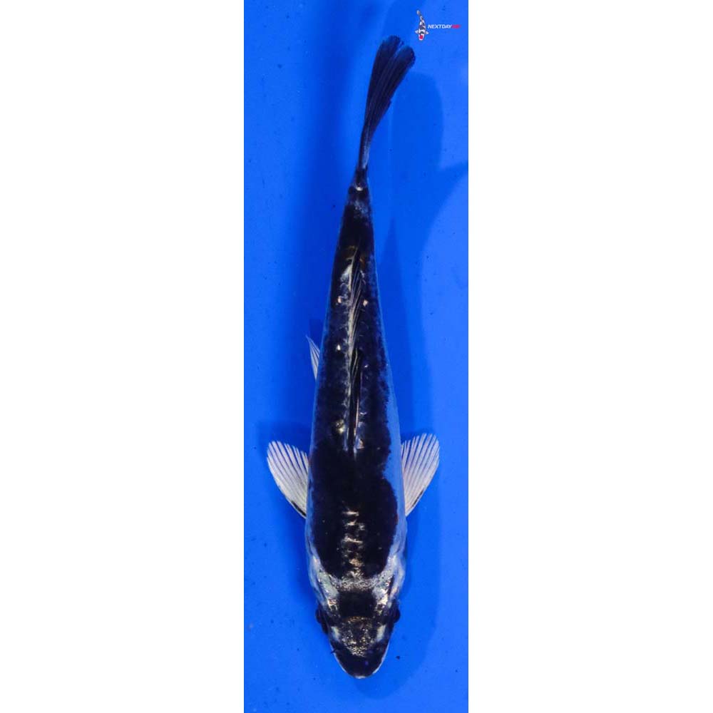 5.5” Imported Kikokuryu